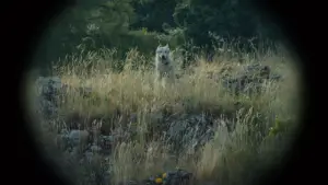 Задник до фильму"" #716750