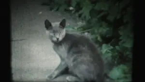 Задник до фильму"" #470067