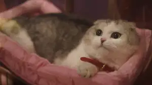 Задник до фильму"Заборонені плоди" #793941