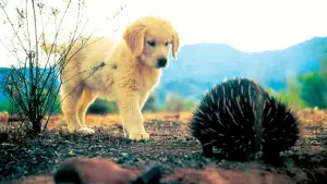 Задник до фильму"Наполеон" #646955