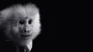 Задник до фильму"Що зробив Джек?" #466524