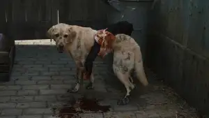 Задник до фильму"Сталевий алхімік: Помста Шрама" #951155