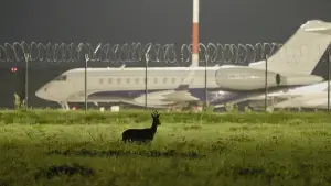 Задник до фильму"Putnubiedēkļi" #771651