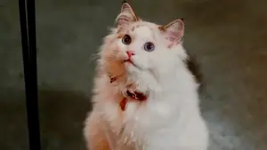Задник до фильму"Christmas at the Catnip Café" #849855