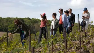 Задник до фильму"Шампанського!" #395818