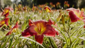 Задник до фильму"Наркокур’єр" #657641