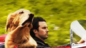 Задник до фильму"Очима собаки" #175806