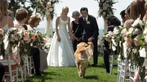 Задник до фильму"Очима собаки" #716547