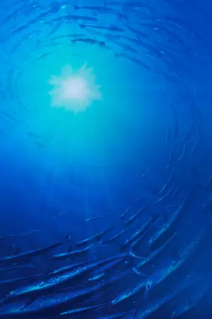 Постер до фильму"У пошуках Немо" #171066