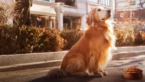 Задник до фильму"도그데이즈" #756060