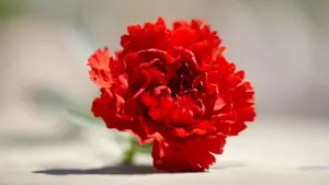 Задник до фильму"" #464731