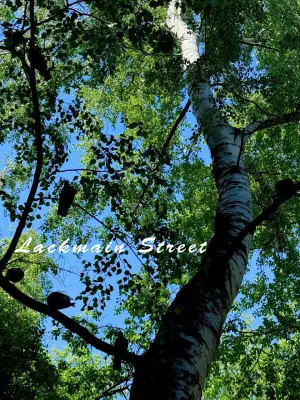 Постер до фильму"Lackmain Street" #921853