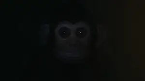 Задник до фильму"Мавпа" #573961