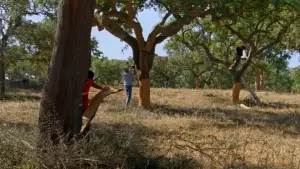 Задник до фильму"As Estações" #772577