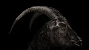 Задник до фильму"Відьма" #801272