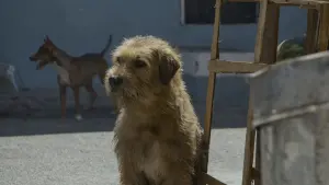 Задник до фильму"" #453043