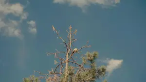 Задник до фильму"Зустрінь мене у світлі надії" #580443