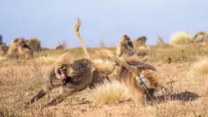 Задник до фильму"Le royaume des nuages" #800279