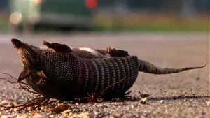 Задник до фильму"Техаська різанина бензопилою" #629036