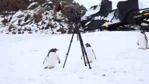 Задник до фильму"Антарктида" #670578