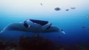 Задник до фильму"هورايزن" #793473