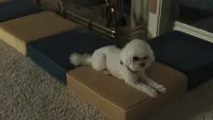 Задник до фильму"Прісцилла" #716082