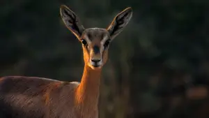 Задник до фильму"هورايزن" #793476