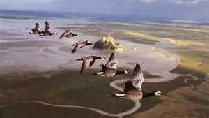 Задник до фильму"Птахи – мандрівний народ" #383830