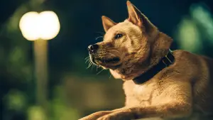 Задник до фильму"忠犬八公" #756944