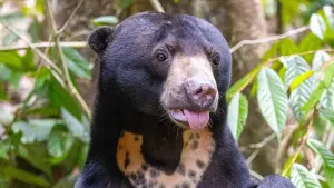 Задник до фильму"Orang-Utans - Borneos Waldmenschen" #922239