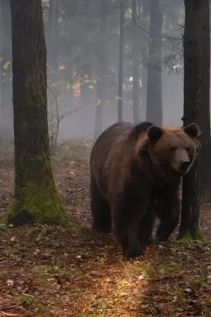 Постер до фильму"Мой папа — медведь" #768962