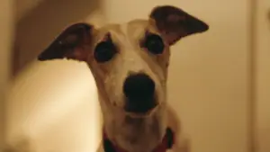 Задник до фильму"The Heirloom" #788802