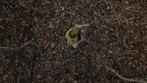 Задник до фильму"Таємничий ліс" #728858