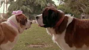 Задник до фильму"Бетховен 2" #330544