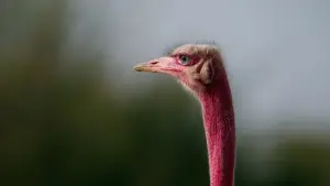 Задник до фильму"هورايزن" #793420