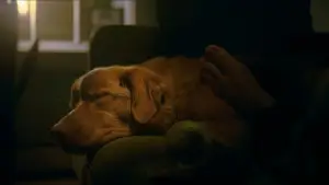 Задник до фильму"Хороший хлопчик" #770380