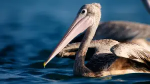 Задник до фильму"هورايزن" #793426