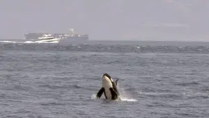 Задник до фильму"" #351135