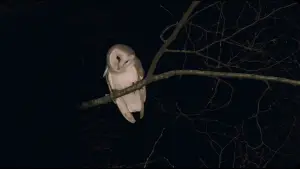 Задник до фильму"" #717767