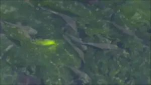 Задник до фильму"" #484598