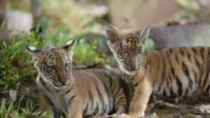 Задник до фильму"Двоє братів" #236783