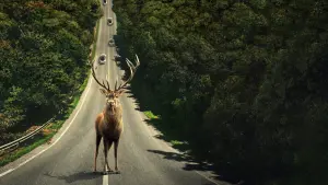 Задник до фильму"Ілюзія безпеки" #164150