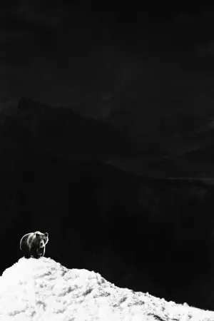 Постер до фильму"Ведмідь під кайфом" #718959