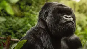 Задник до фильму"A Gorilla Story: Told by David Attenborough" #832779