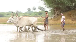 Задник до фильму"பைசன் காளமாடன்" #786358