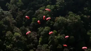 Задник до фильму"Конго" #701586