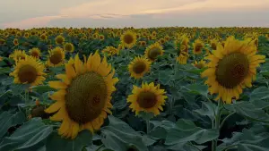 Задник до фильму"Древо життя" #723965