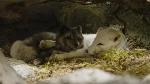 Задник до фильму"Кіна та Юк: Пухнасті пригоди" #757768