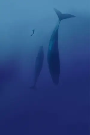 Постер до фильму"Freediver" #791627