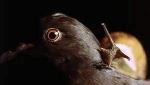 Задник до фильму"" #705433